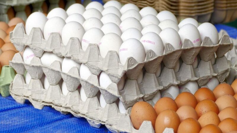 República Dominicana Impulsa Producción Pecuaria con Más de 2,439 Millones de Huevos en Seis Meses