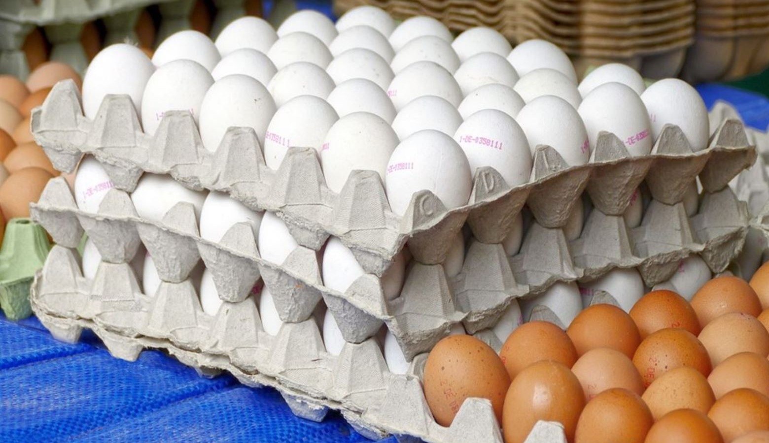 República Dominicana Impulsa Producción Pecuaria con Más de 2,439 Millones de Huevos en Seis Meses