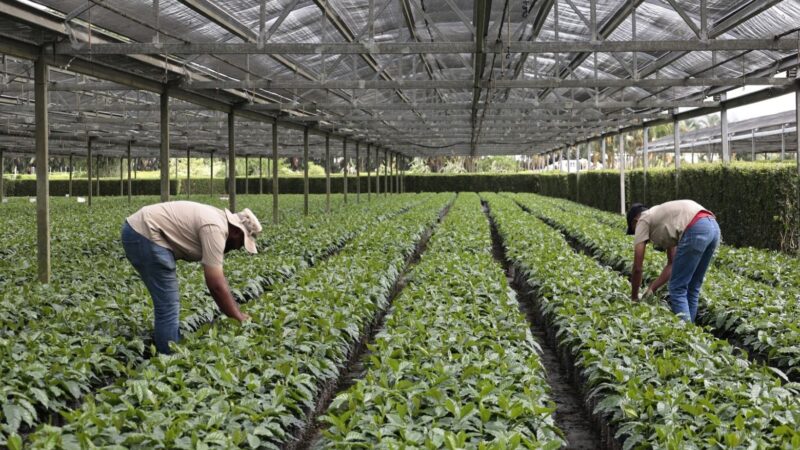 Innovación y Tecnología: El Rescate de la Caficultura Dominicana