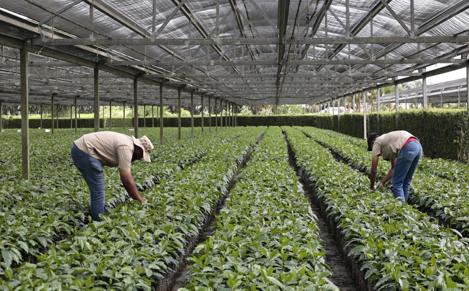 Innovación y Tecnología: El Rescate de la Caficultura Dominicana