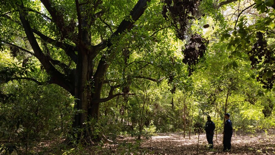 Descubre la Riqueza del Parque Nacional Francisco Caamaño