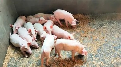 Autoridades Sacrifican Cerdos en Puerto Plata para Contener Fiebre Porcina Africana