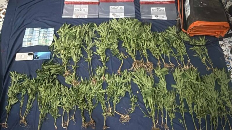 Descubren Plantación de Marihuana en San José de Ocoa