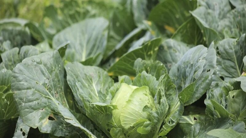 Taylor Farms Retira Lechuga Iceberg de EE.UU. por Brote de Ciclosporiasis