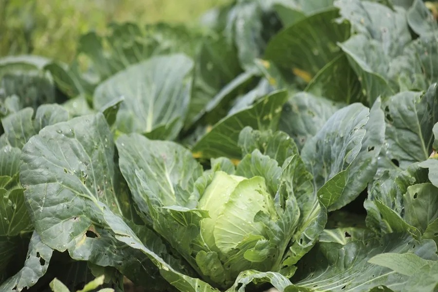 Taylor Farms Retira Lechuga Iceberg de EE.UU. por Brote de Ciclosporiasis