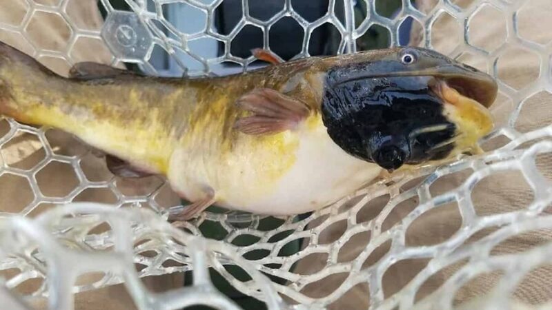 Descubren Cáncer Transmisible en Peces de Agua Dulce
