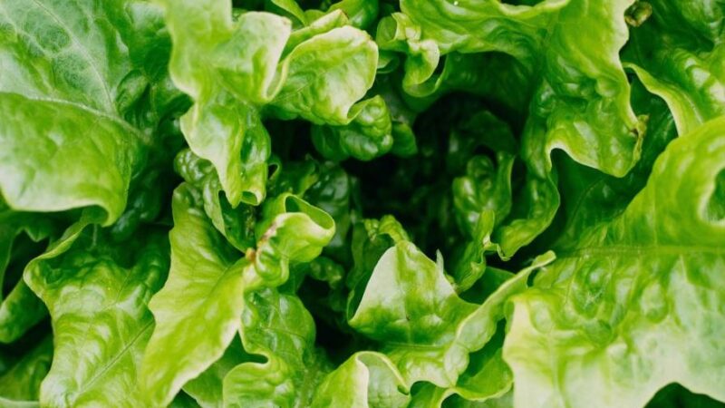 Crisis de ciclosporiasis sacude a restaurantes por alza en precios de lechuga