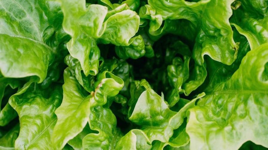 Crisis de ciclosporiasis sacude a restaurantes por alza en precios de lechuga