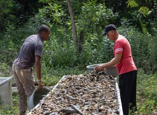 Innovador Proyecto Transforma el Pez Diablo en Oportunidad Económica en Montecristi