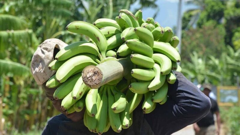 Azua: Un Ejemplo de Productividad en Tiempos de Escasez