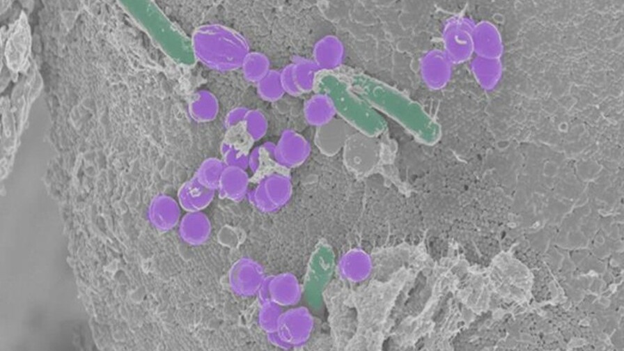 Revolucionaria Célula Sintética Completa Ciclo Vital