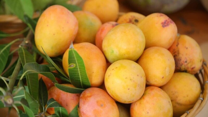 República Dominicana Confía en Reanudar Exportaciones de Mango a EE. UU. en Cuatro Meses