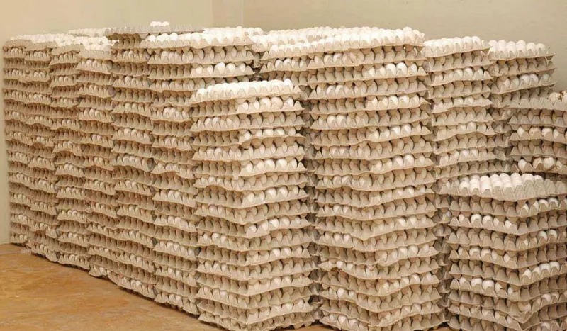 Cuba Recibirá Importante Cargamento de Huevos Dominicanos Tras Retraso Logístico