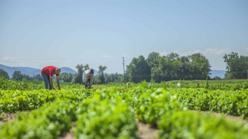 Impacto del Cambio Climático en la Agricultura Global: Un Futuro Preocupante