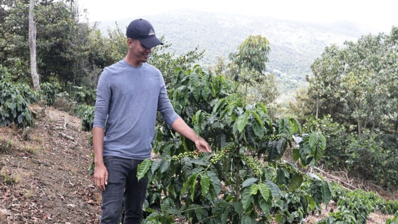 El Café: Pilar Esencial para la Conservación Ambiental en República Dominicana