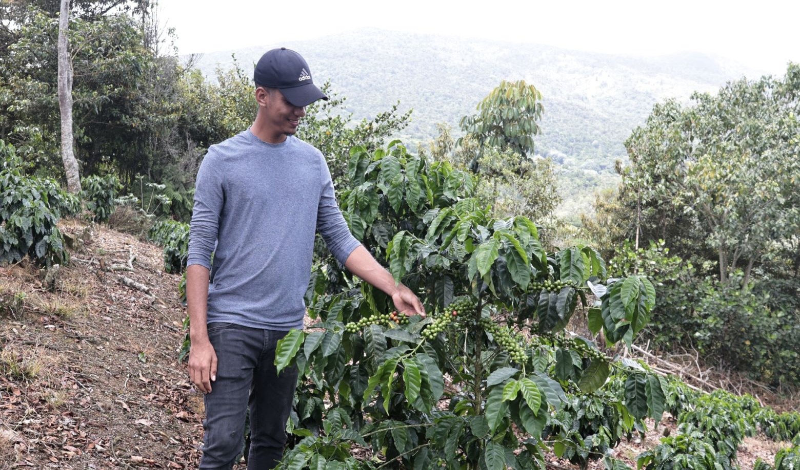 El Café: Pilar Esencial para la Conservación Ambiental en República Dominicana