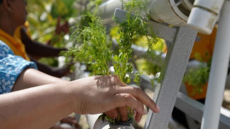 Hidroponía: Innovación Casera para Combatir el Cambio Climático