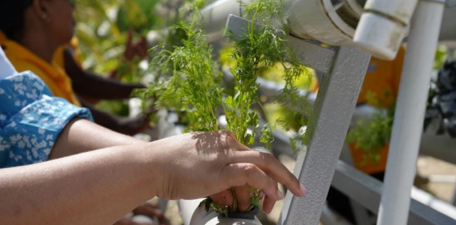 Hidroponía: Innovación Casera para Combatir el Cambio Climático