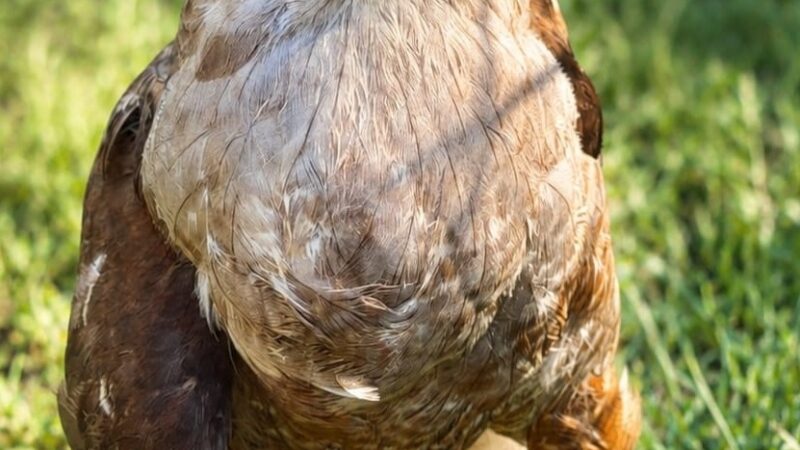 Zoológico Nacional Lanza Programa de Apadrinamiento para Mejorar Vida de Animales
