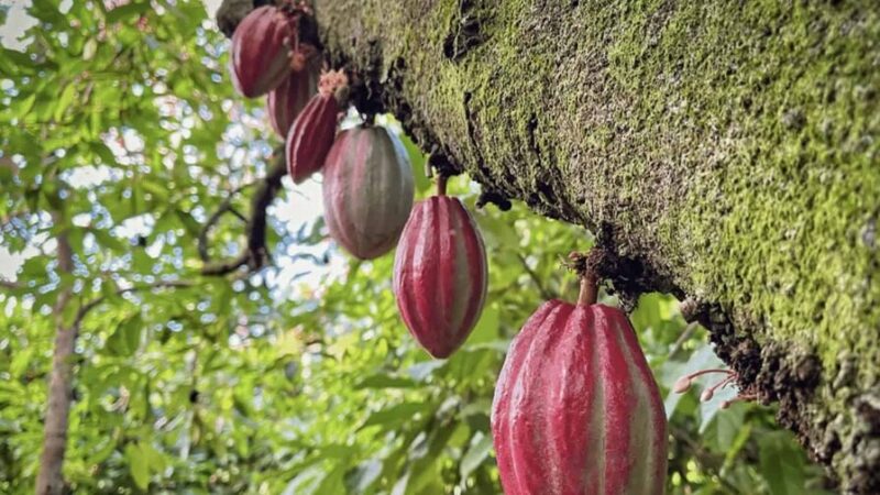 Hermanas Mirabal: Un Ejemplo de Productividad y Valor Agregado