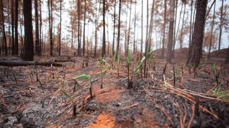 Renacimiento Verde en Sierra de Bahoruco tras Devastador Incendio