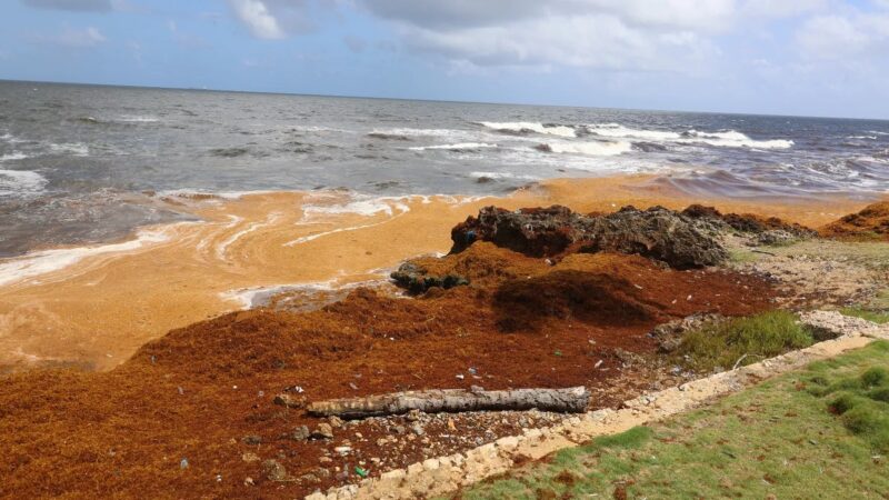 República Dominicana Lanza Operativo Nacional para Combatir el Sargazo en el Este