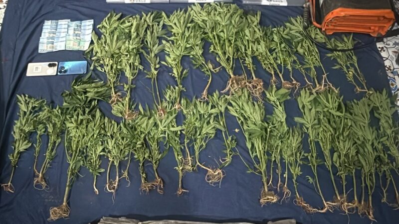 Nuevo Descubrimiento de Plantación de Marihuana en Ocoa Desata Investigación