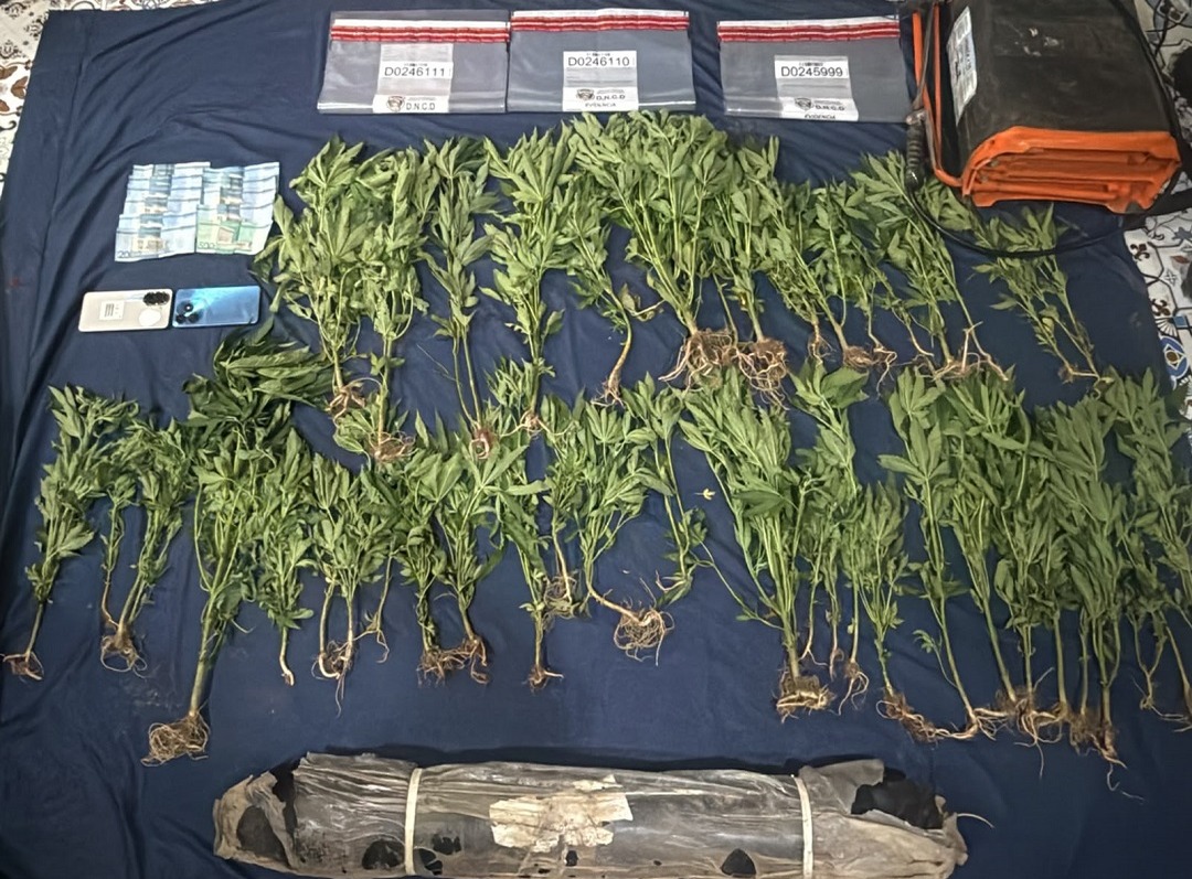Nuevo Descubrimiento de Plantación de Marihuana en Ocoa Desata Investigación