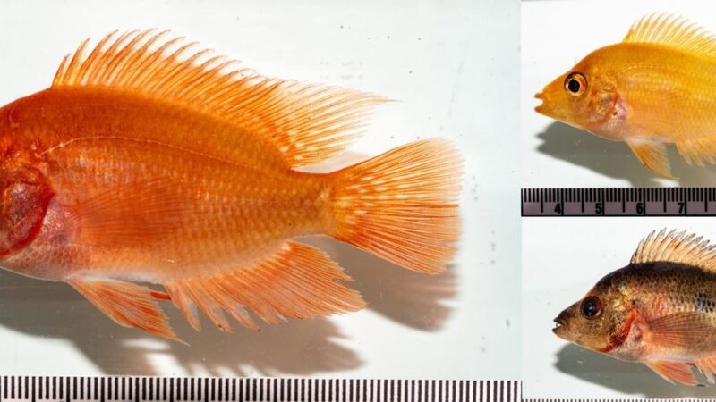 Pez Invasor Amenaza la Supervivencia de Especie Endémica en República Dominicana