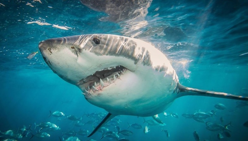 Alerta en Playas de Nueva York por Presencia de Tiburones