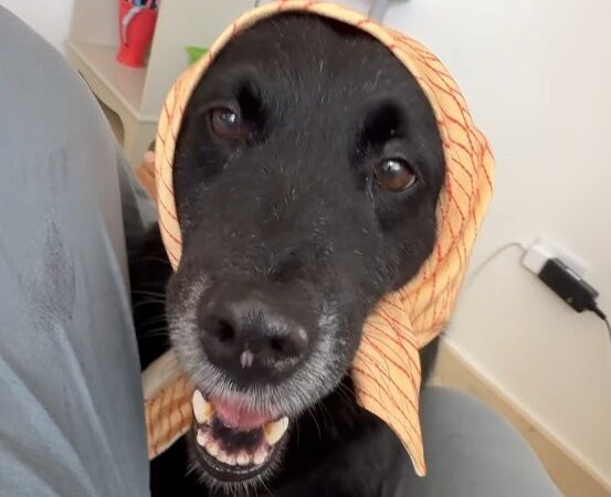 Tokischa Ofrece Recompensa por la Desaparición de su Mascota Espiral