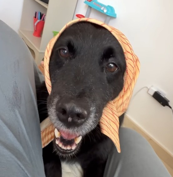 Tokischa Ofrece Recompensa por la Desaparición de su Mascota Espiral