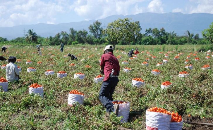 Azua: Nueva Capital del Tomate en República Dominicana