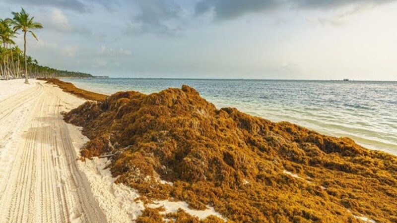 Auge del Sargazo en Playas Dominicanas: Un Desafío para el Turismo