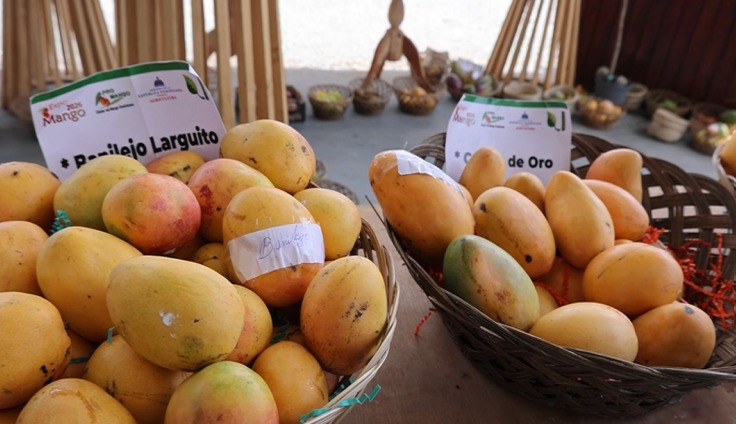 Crisis en la Producción de Mangos en Baní: Un Llamado a la Acción