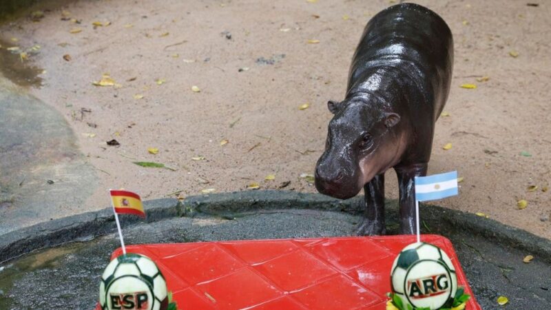 El Hipopótamo Moo Deng Predice Triunfo de Argentina en el Mundial