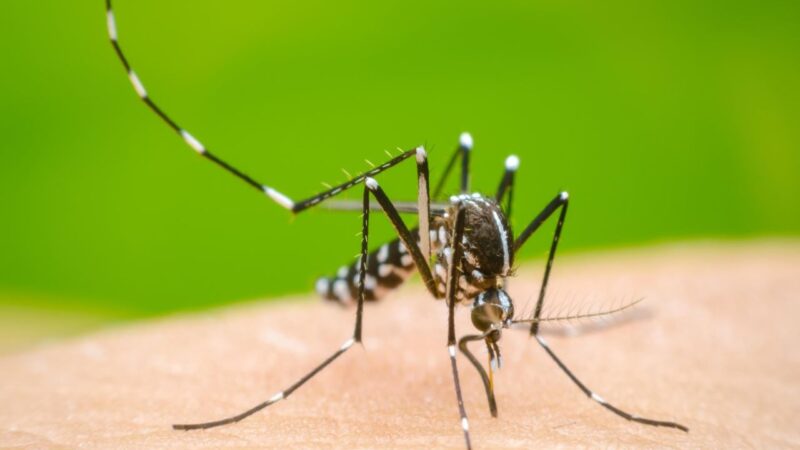 Mosquitos del Dengue Desarrollan Tolerancia a Repelentes, Revela Estudio