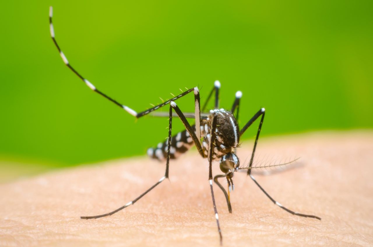 Mosquitos del Dengue Desarrollan Tolerancia a Repelentes, Revela Estudio