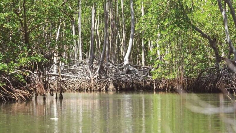 Manglares del Este: Un Tesoro Natural de la República Dominicana