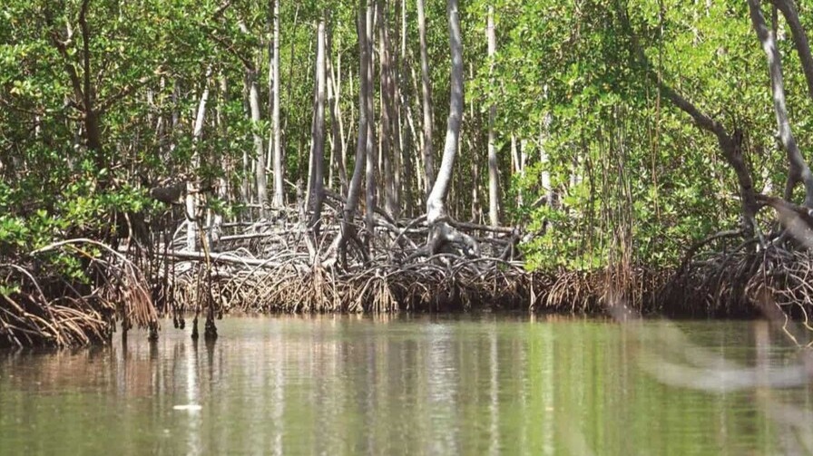 Manglares del Este: Un Tesoro Natural de la República Dominicana