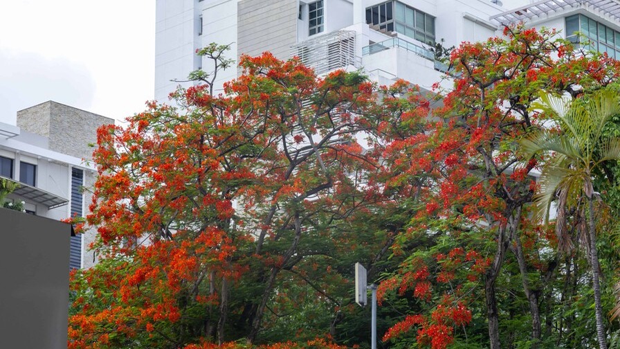 El Framboyán: El Árbol que Ilumina el Caribe con su Esplendor