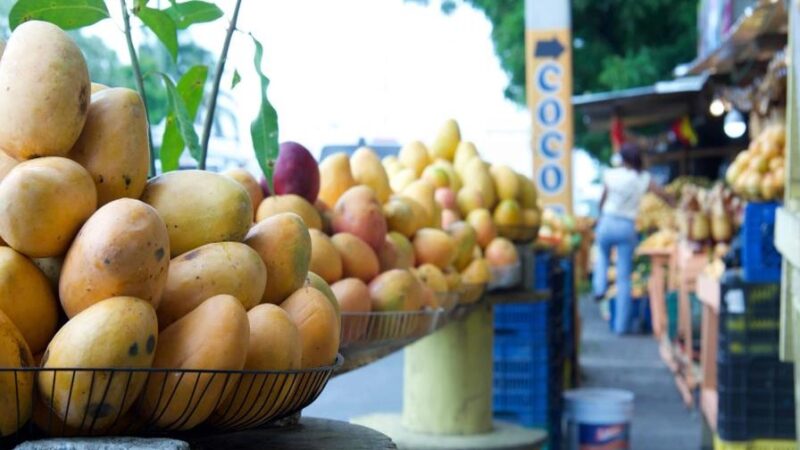 Nuevas Estrategias para Impulsar Exportaciones de Mango Dominicano
