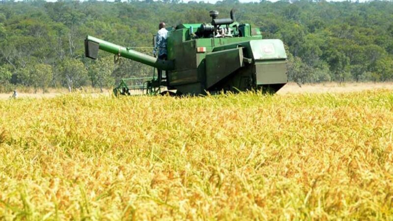 República Dominicana Refuerza Protección al Arroz Nacional ante el DR-Cafta