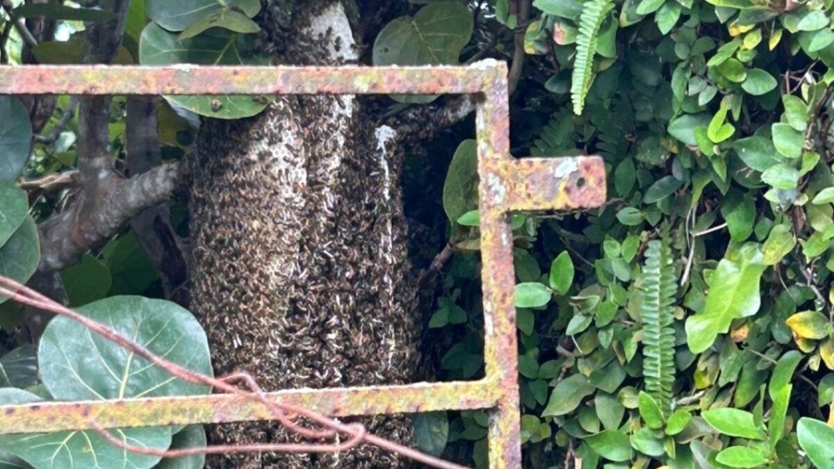 Abejas Urbanas: Un Fenómeno en Crecimiento en Santo Domingo