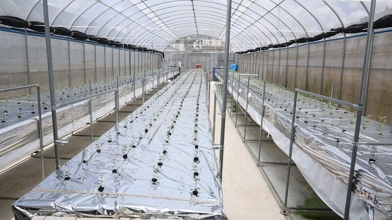 Constanza: Epicentro del Cultivo de Papa en República Dominicana