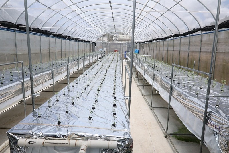 Constanza: Epicentro del Cultivo de Papa en República Dominicana