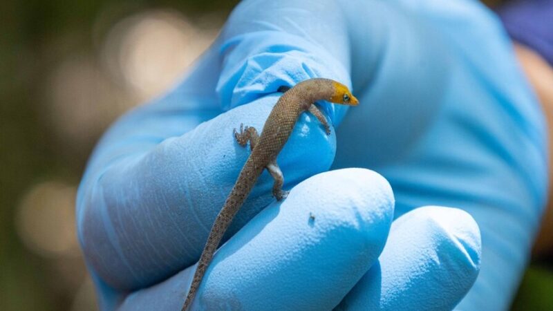 Conservación de la Biodiversidad en la Mina Pueblo Viejo: Un Compromiso con la Naturaleza
