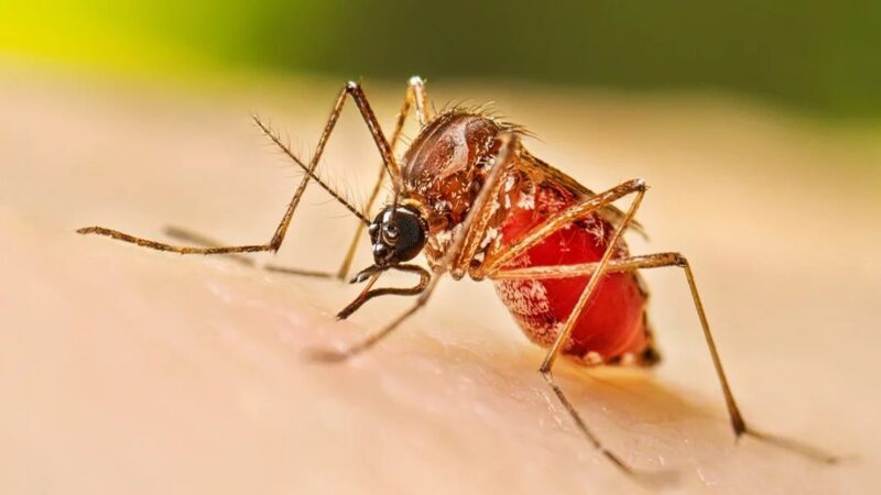 Aumento de Casos de Dengue en República Dominicana: 213 Contagios Reportados