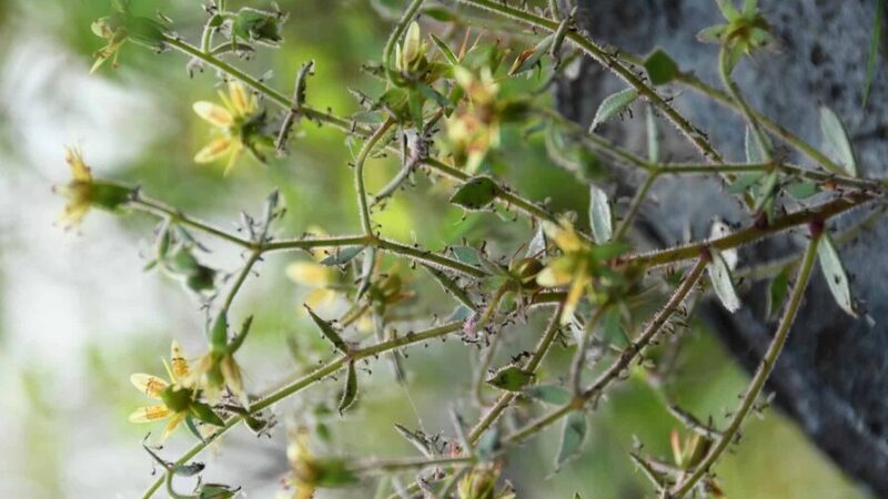 Saxifraga candelabrum: La planta que confirma la teoría de Darwin