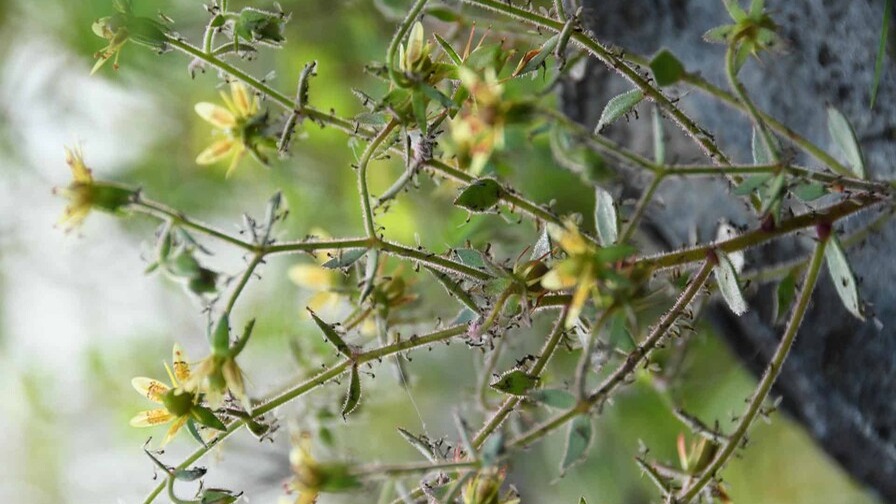 Saxifraga candelabrum: La planta que confirma la teoría de Darwin